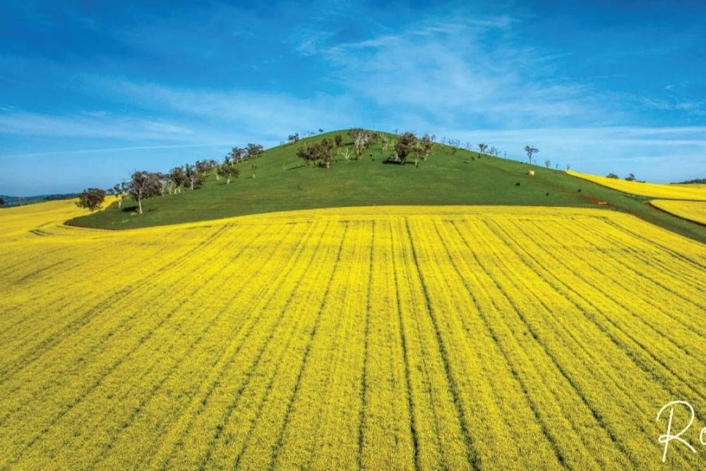 Drone image of a canola paddock taken near Cootamundra NSW